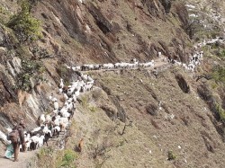 बझाङका उच्च हिमाली क्षेत्रमा चिसो बढे संगै जाडो छल्न बेशी झर्दै भेडापालक